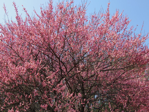 f:id:mamimami_LA:20120315113351j:image