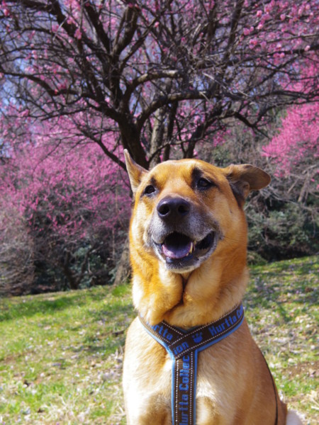 f:id:mamimami_LA:20120315114212j:image