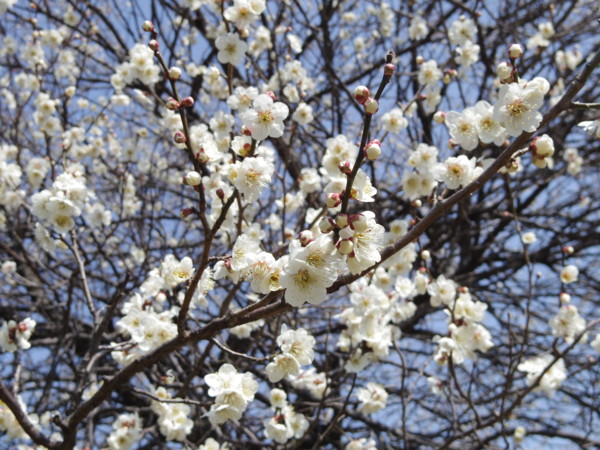 f:id:mamimami_LA:20120315114604j:image