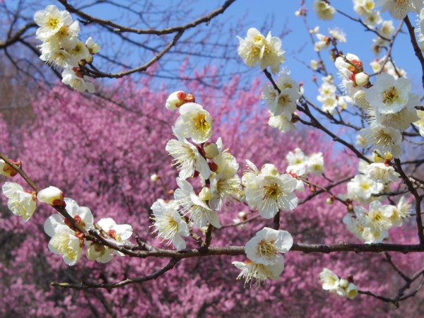 f:id:mamimami_LA:20120315115334j:image