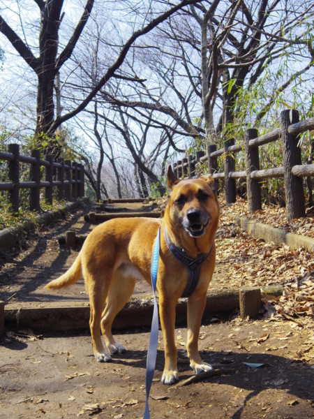 f:id:mamimami_LA:20120315115624j:image