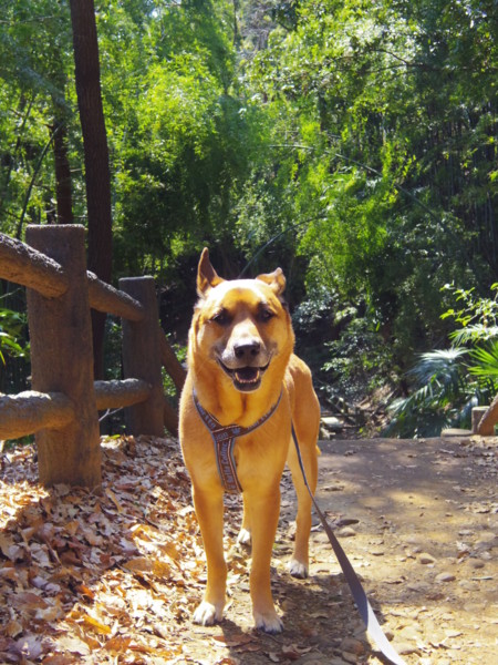 f:id:mamimami_LA:20120315120319j:image