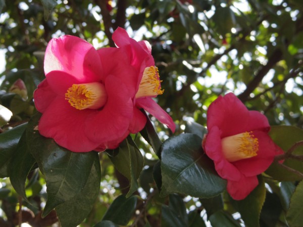 f:id:mamimami_LA:20120315121017j:image