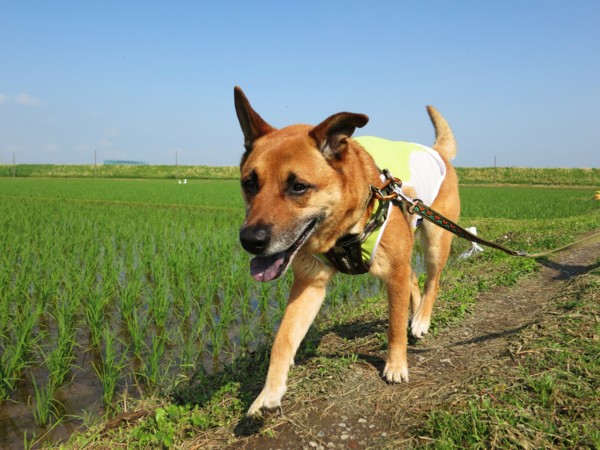 f:id:mamimami_LA:20120529080759j:image f:id:mamimami_LA:20120529080759j:image