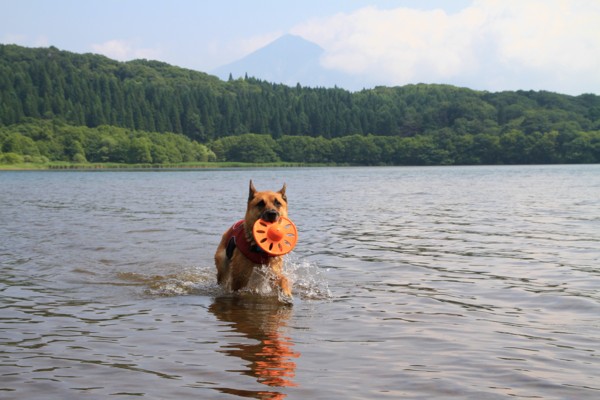 f:id:mamimami_LA:20120729092952j:image