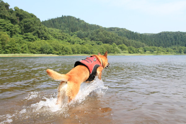 f:id:mamimami_LA:20120729094505j:image