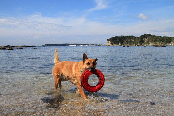 f:id:mamimami_LA:20120908100742j:image f:id:mamimami_LA:20120908100742j:image