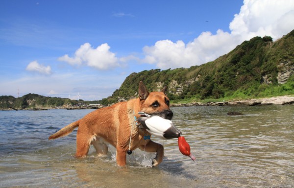 f:id:mamimami_LA:20120908101401j:image f:id:mamimami_LA:20120908101401j:image