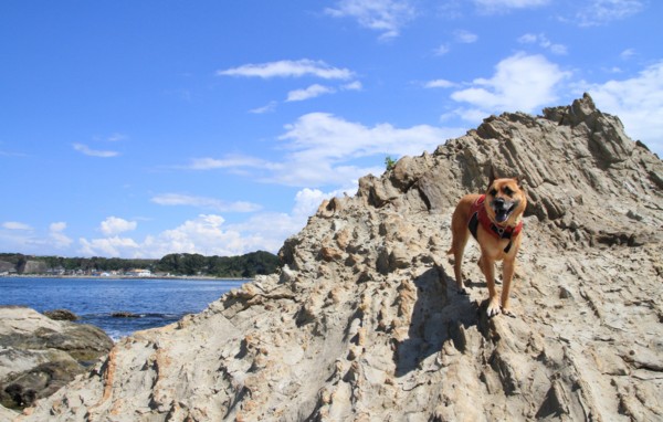 f:id:mamimami_LA:20120908110110j:image f:id:mamimami_LA:20120908110110j:image