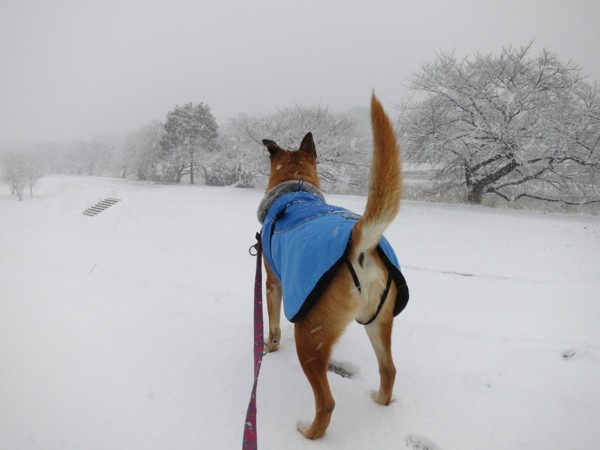 f:id:mamimami_LA:20130114112747j:image