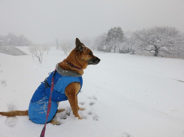 f:id:mamimami_LA:20130114112826j:image