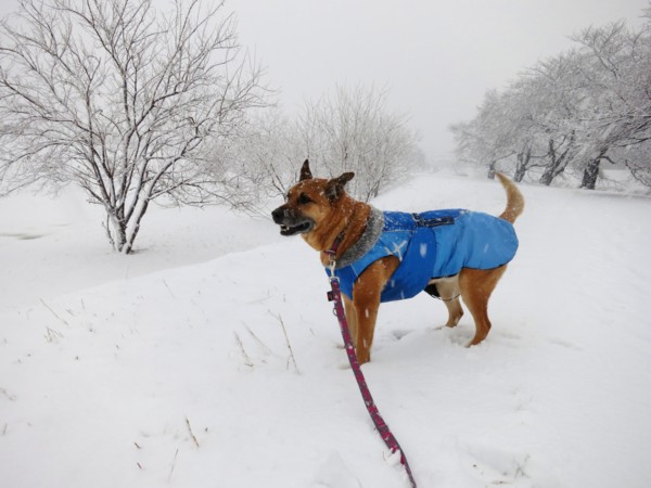 f:id:mamimami_LA:20130114113437j:image