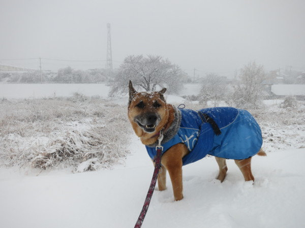 f:id:mamimami_LA:20130114123420j:image