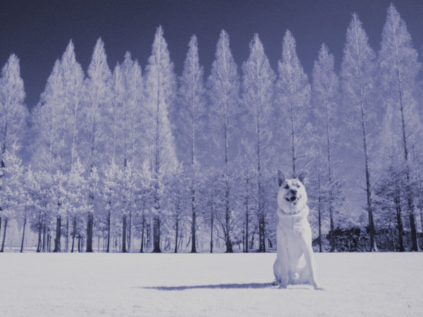 f:id:mamimami_LA:20130210131832j:image