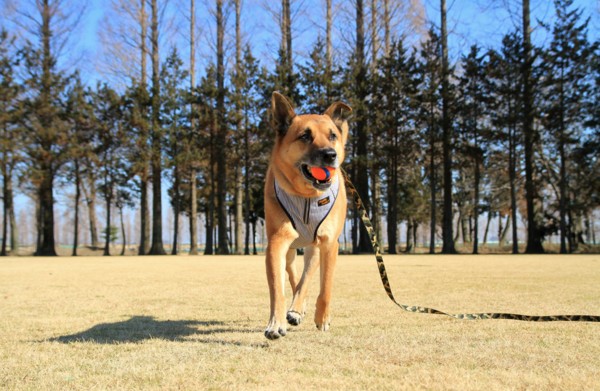 f:id:mamimami_LA:20130210132102j:image