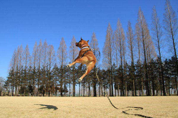 f:id:mamimami_LA:20130210132235j:image