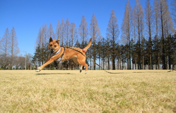 f:id:mamimami_LA:20130210132335j:image