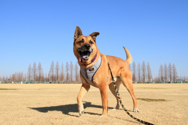 f:id:mamimami_LA:20130210134257j:image