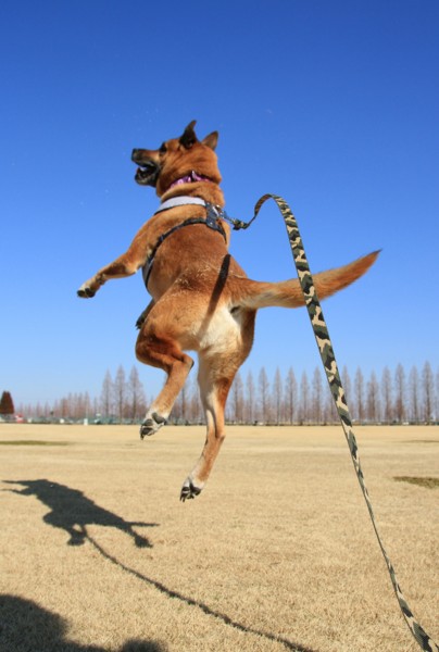 f:id:mamimami_LA:20130210134300j:image