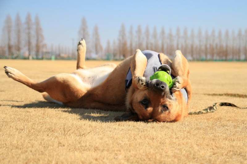 f:id:mamimami_LA:20130210134414j:image