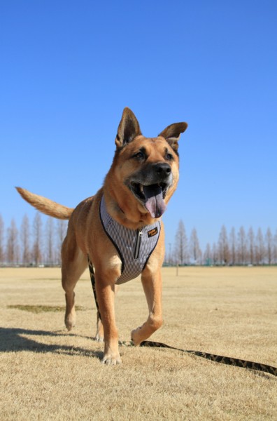 f:id:mamimami_LA:20130210134450j:image