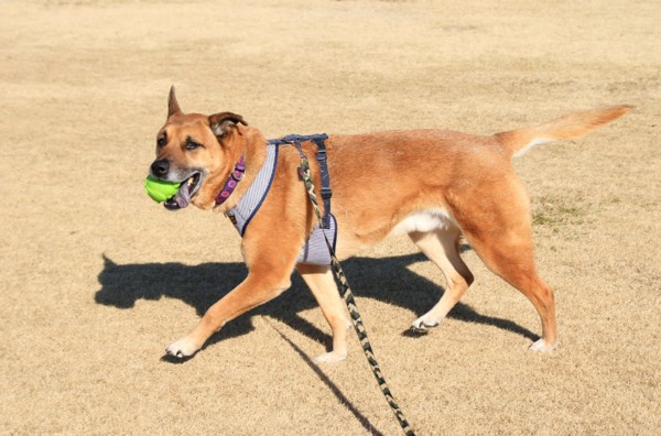 f:id:mamimami_LA:20130210134516j:image