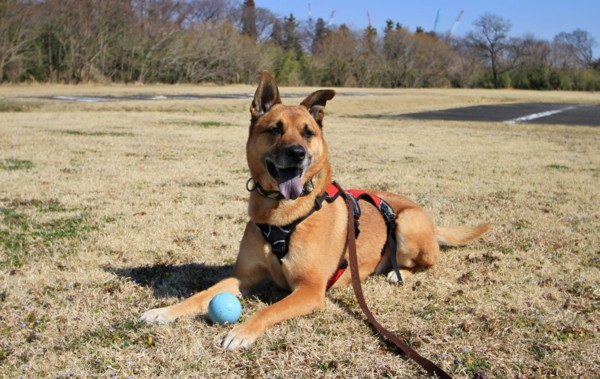 f:id:mamimami_LA:20130305105107j:image