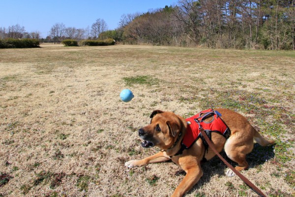 f:id:mamimami_LA:20130305105229j:image