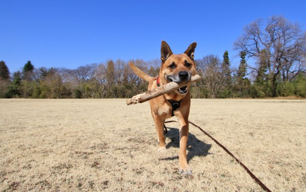 f:id:mamimami_LA:20130305110641j:image