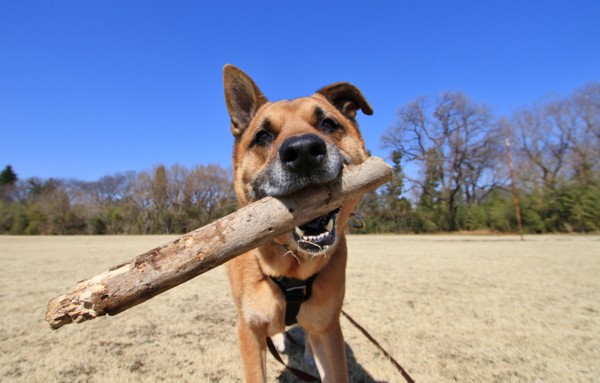 f:id:mamimami_LA:20130305110642j:image