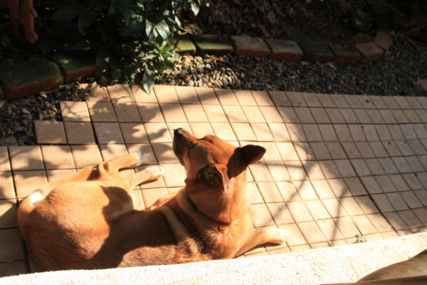 f:id:mamimami_LA:20130305140628j:image