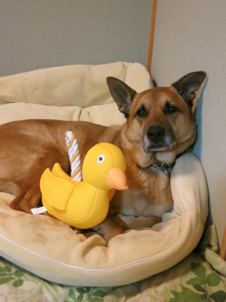 f:id:mamimami_LA:20130305170514j:image f:id:mamimami_LA:20130305170514j:image