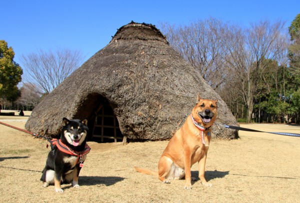 f:id:mamimami_LA:20130306133450j:image