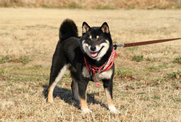 f:id:mamimami_LA:20130306143050j:image