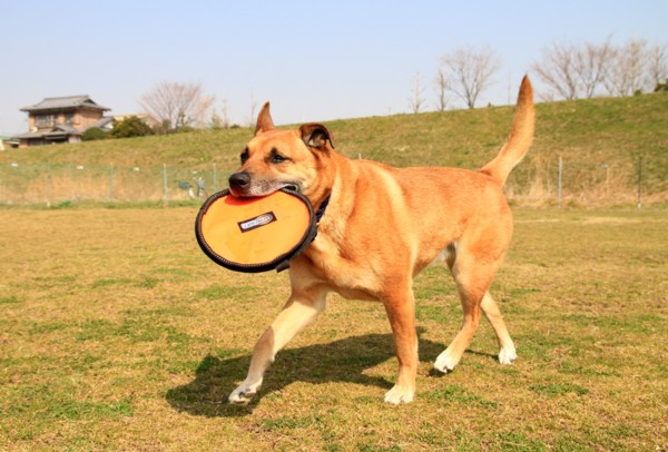 f:id:mamimami_LA:20130308104415j:image