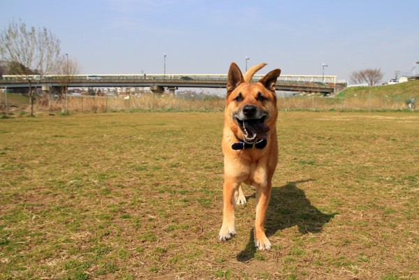 f:id:mamimami_LA:20130308110119j:image