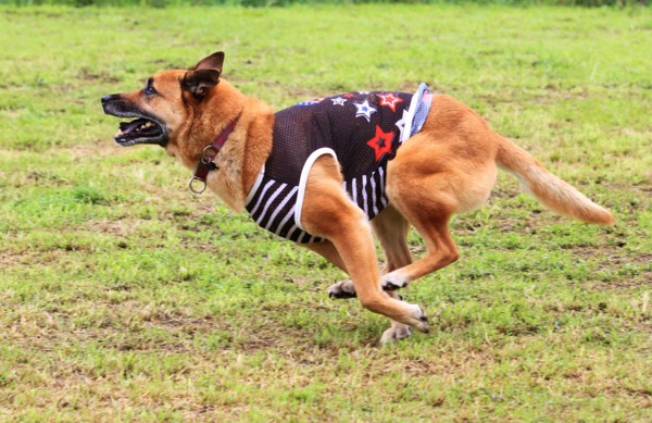 f:id:mamimami_LA:20130730085101j:image