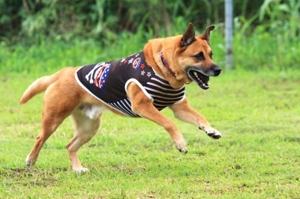 f:id:mamimami_LA:20130730085723j:image