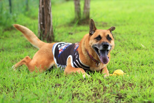 f:id:mamimami_LA:20130730085822j:image