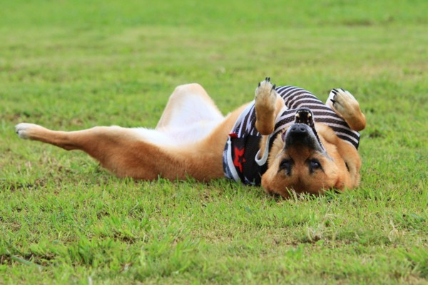 f:id:mamimami_LA:20130730090136j:image