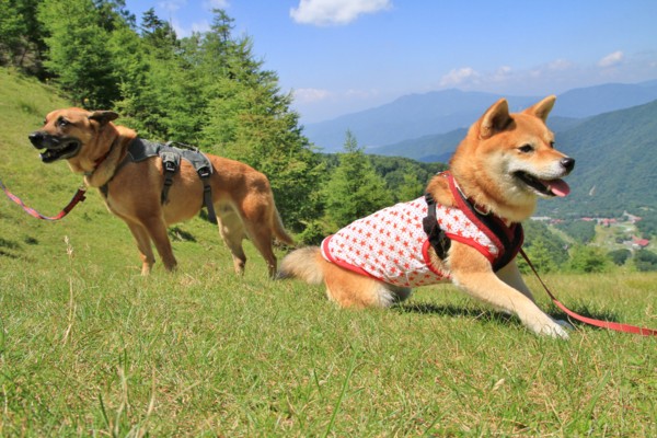 f:id:mamimami_LA:20130812103542j:image