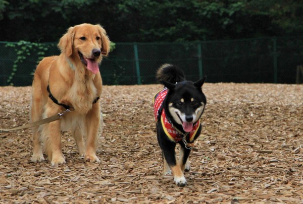 f:id:mamimami_LA:20130823095452j:image f:id:mamimami_LA:20130823095452j:image