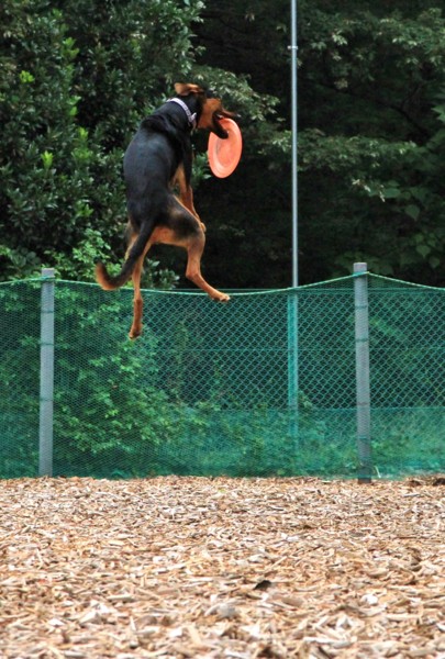 f:id:mamimami_LA:20130823100153j:image f:id:mamimami_LA:20130823100153j:image