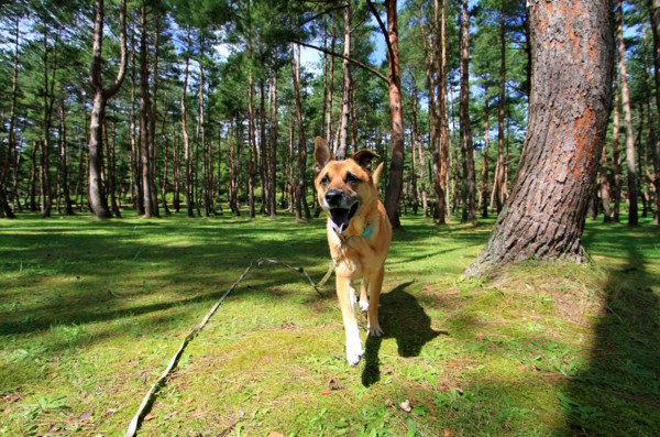 f:id:mamimami_LA:20130930112129j:image f:id:mamimami_LA:20130930112129j:image