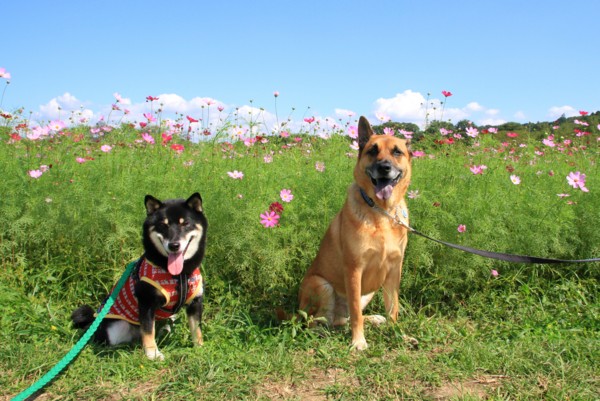 f:id:mamimami_LA:20131003115228j:image