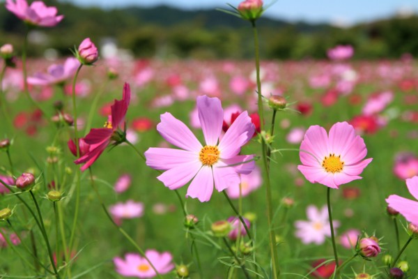 f:id:mamimami_LA:20131003115643j:image