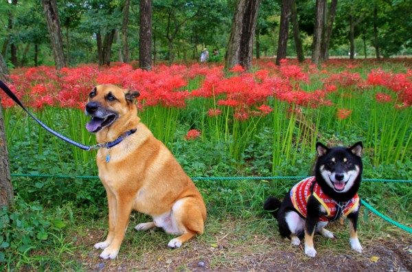 f:id:mamimami_LA:20131003120734j:image