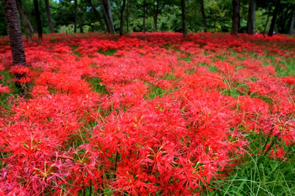 f:id:mamimami_LA:20131003121205j:image