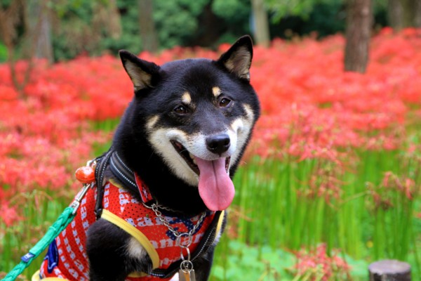 f:id:mamimami_LA:20131003121842j:image