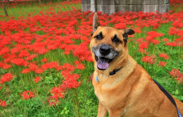 f:id:mamimami_LA:20131003122105j:image